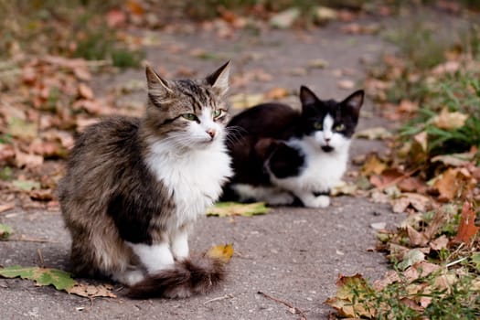 two cats in park road
