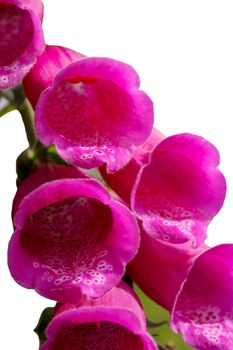 Foxglove Wild Flowers Pink and Purple stem flower isolated on a white background