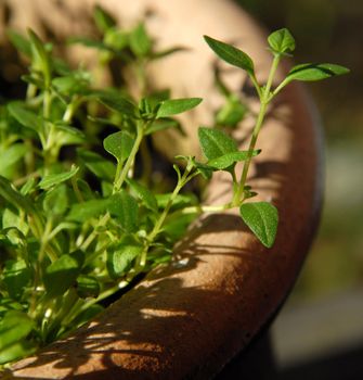 Thyme, Thymus.