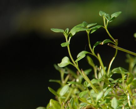 Thyme, thymus