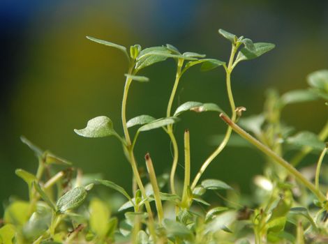 Thyme, Thymus