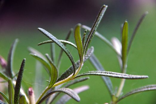 Rosemary. Denominal name: Rosmarinus officialis.