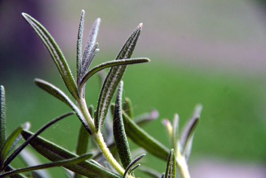 Rosemary, denominal name: Rosmarinus officinalis