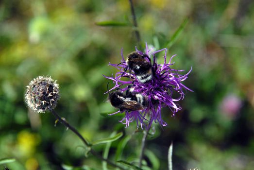 Bumblebees on a flower in the sun.