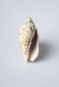 Shell isolated on light background