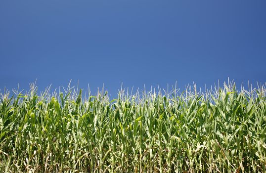 Cornfield on a bright summer day - large XXL file shot with a 21 megapixel camera