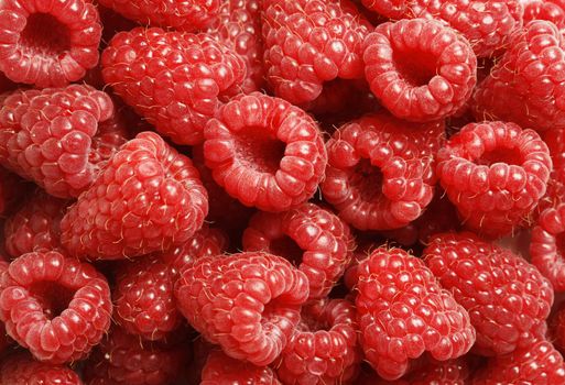 Delicious red raspberries seen close up - large XXL file shot in studio with a 21 megapixel camera