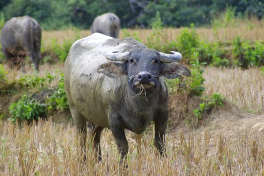 Water buffalo in a rice paddy