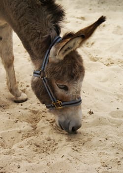 Donkey with its nose in the sand.