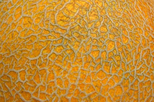 close-up of gold wrinkled melon's surface