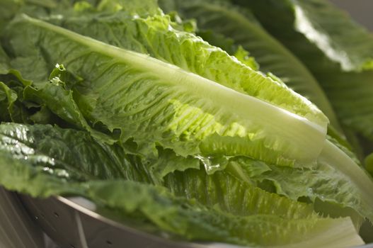 Fresh Romain Lettuce in the sink.
