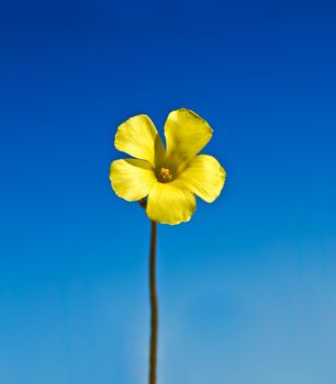 Yellow Daisy against a Clear Blue Sky