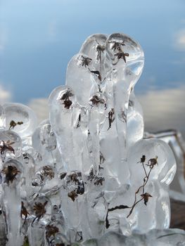 Weeds transformed into natural ice sculptures in early winter by a lake