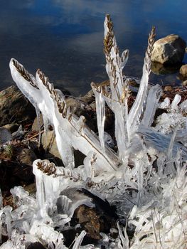 Weeds transformed into natural ice sculptures in early winter by a lake