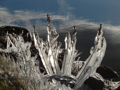 Weeds transformed into natural ice sculptures in early winter by a lake