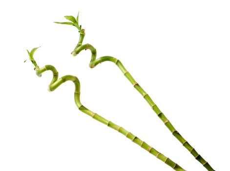 Two bamboo stems with leaves isolated against white.