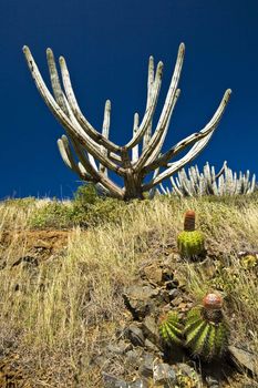 Tropical Cactus