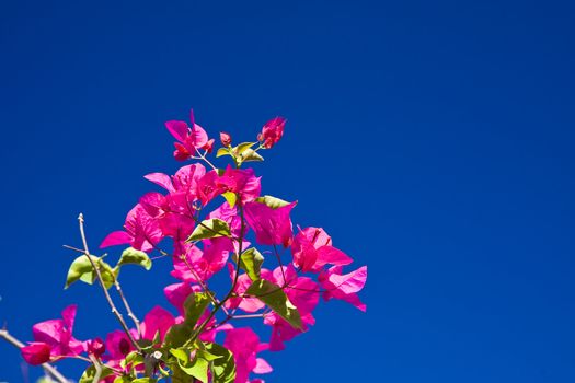 Flowers in blu sky
