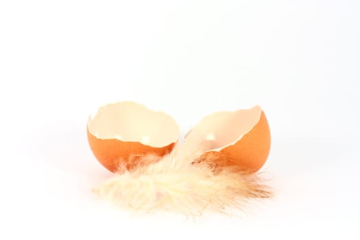 Broken egg shell with feather on white background