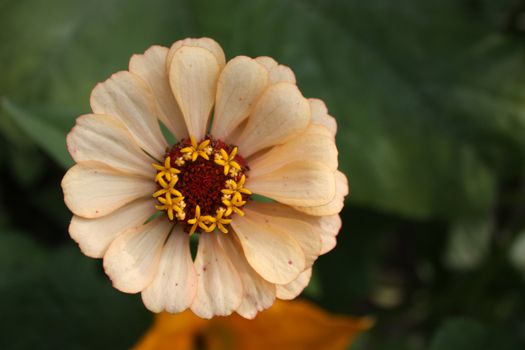 Colorful zinnia flower isolated against the softly muted shades of the other flowers in the garden