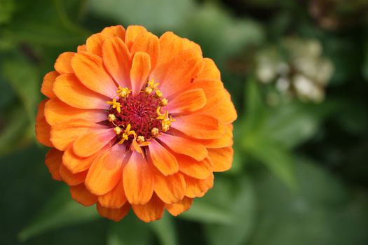 Colorful zinnia flower isolated against the softly muted shades of the other flowers in the garden