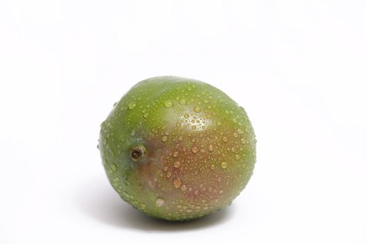 fresh mango, a few days from being ripe and ready to be eatn; isolated on white