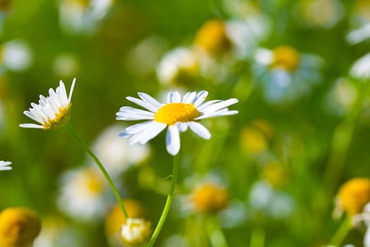 close-up meadow chamomiles with green grass background, selective focus