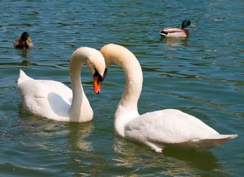 close-up two white swans swimming on lake