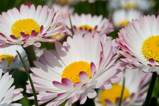 close-up wild daisy flowers in spring