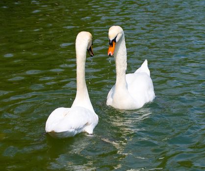 two white swans swimming on lake