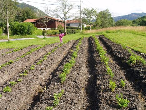 small potatoe field