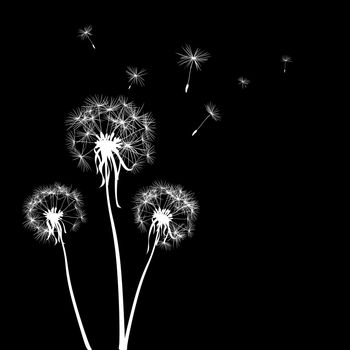 silhouettes of three dandelions in the wind