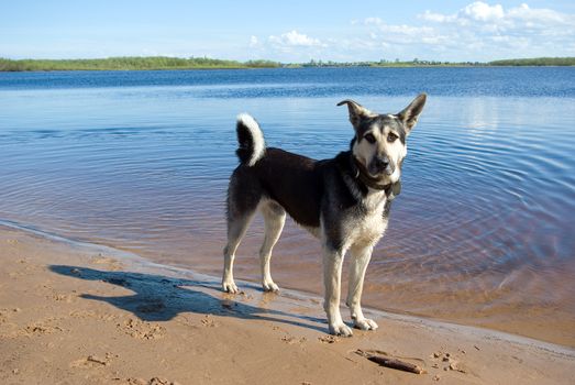 making look younger riverside dog