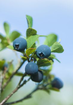 Macro of wild blueberries with foliage