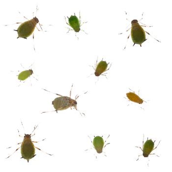 Group of green aphids isolated on a white background