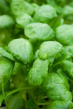 Fresh washed baby spinach .Green leaf lettuce fields of crops