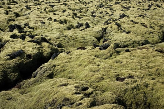 Lavafield covered with moss in Iceland