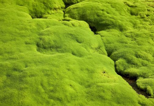 Mountain spring flowing through beautiful green moss