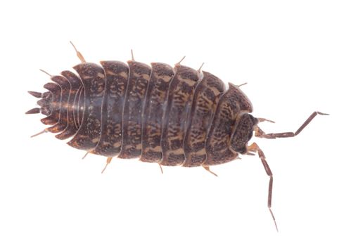 Big brown wood louse is isolated on a white background