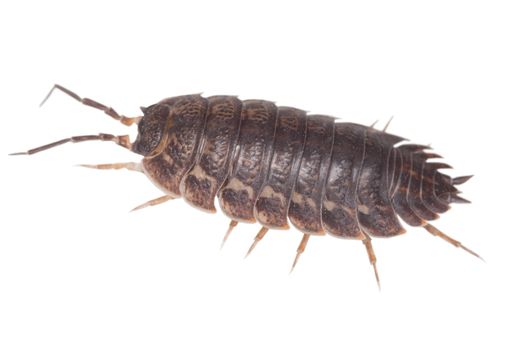 Big brown wood louse is isolated on a white