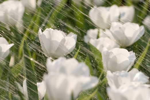 Rain on tulip of flowers garden of white color.