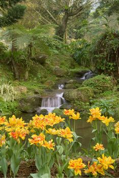 River with tulip garden in tropical forest.