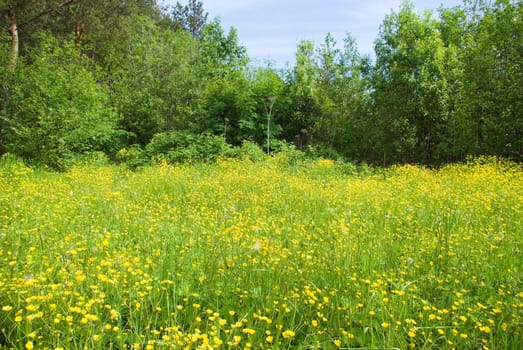 Meadow with yellow  field colour on background blue sky