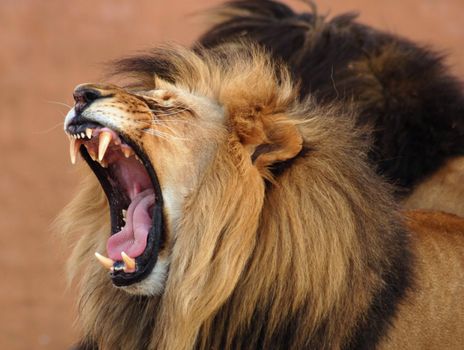 Male African Lion (Panthera leo) in Africa.