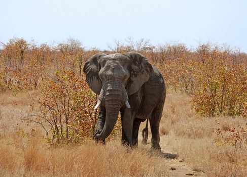 An African Elephant