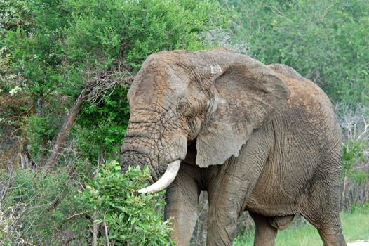 An African Elephant (Loxodonta africana) in the Kruger Park, South Africa.