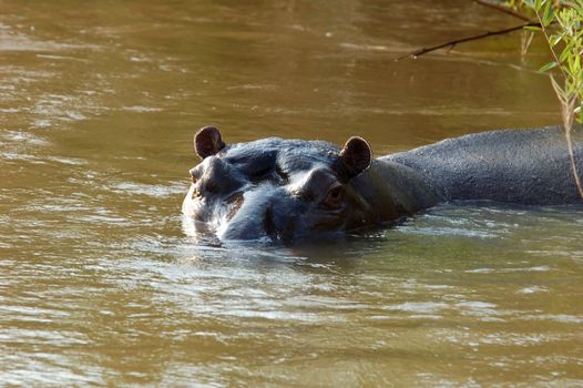 Hippopotamus