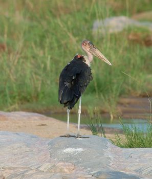 Marabou Stork at a river in South Africa.