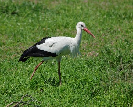 A stork feeding in South Africa