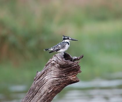 A Pied Kingfisher (Ceryle rudis) in the Kruger Park, South Africa, searching the waters below.